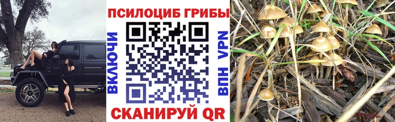 Псилоцибиновые грибы Psilocybe  Новокубанск 